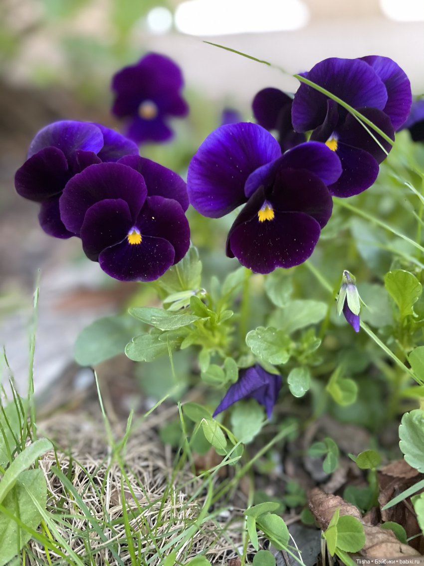 Яркие краски с Blythe mademoiselle Rosebud | Бэйбики Яркие краски с Blythe mademoiselle Rosebud