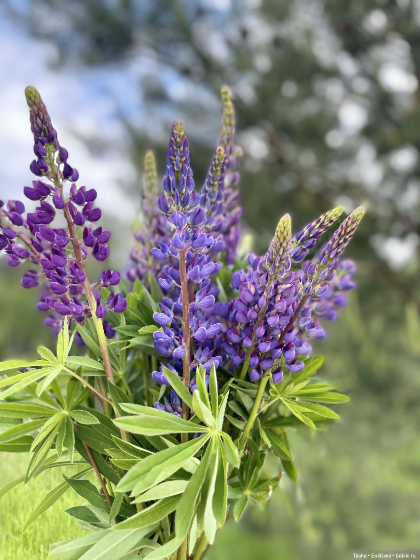 Яркие «пушистики» для Наби (Юлии Решетниковой)