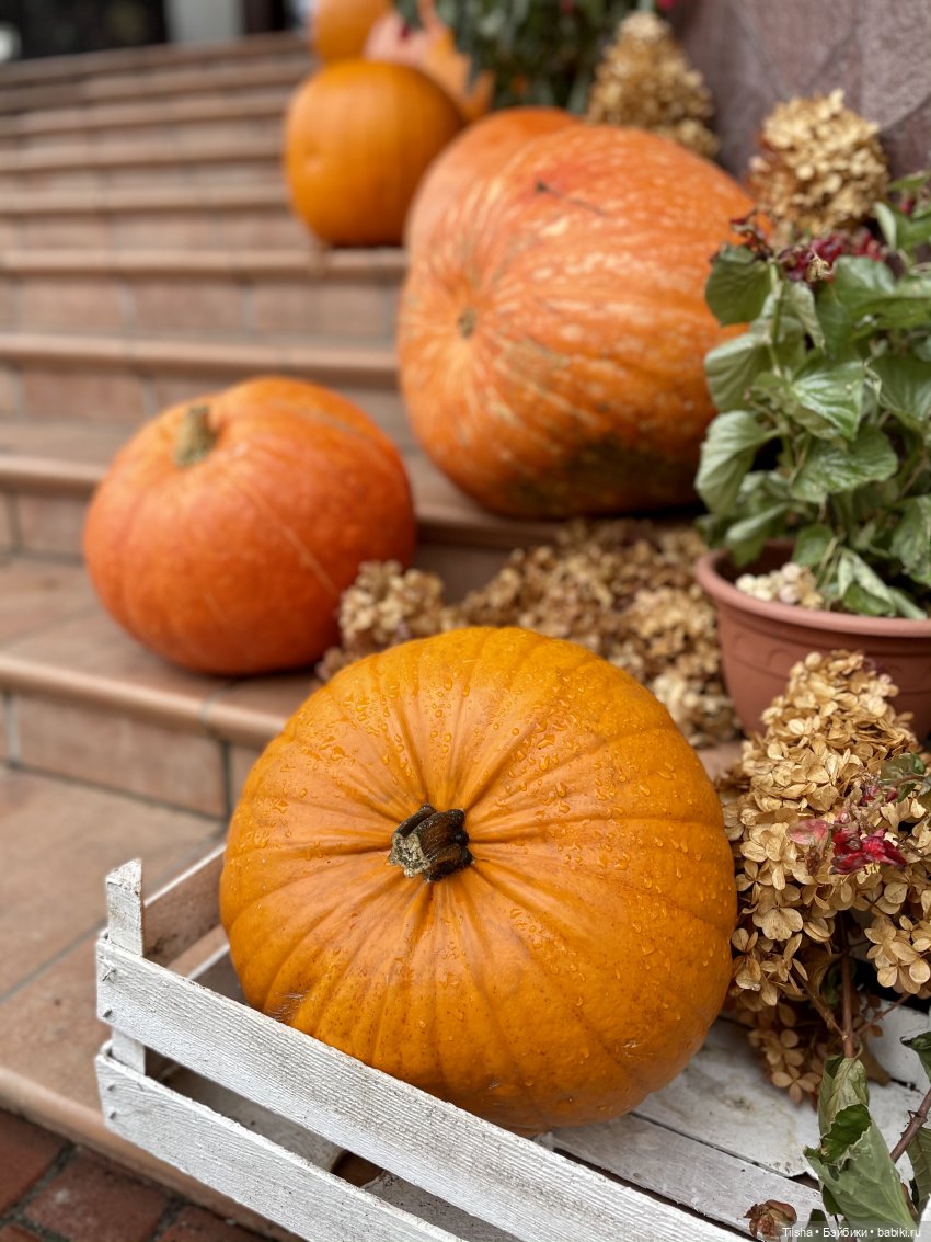 Halloween с Молли и Анжеликой (Imda doll)