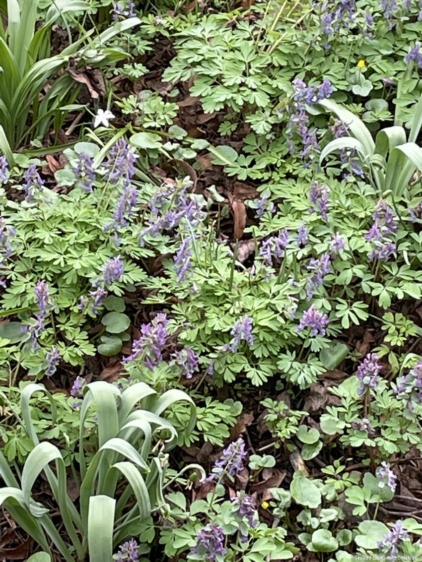 Пойдёмте бабочек ловить — Игровые куклы разных производителей (Разное): редкие бренды (фото 4)