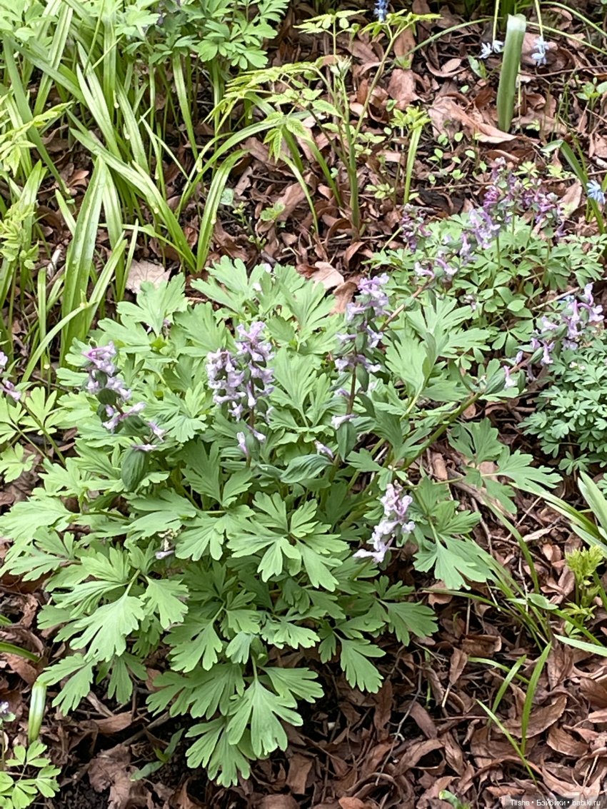 Пойдёмте бабочек ловить — Игровые куклы разных производителей (Разное): редкие бренды (фото 9)