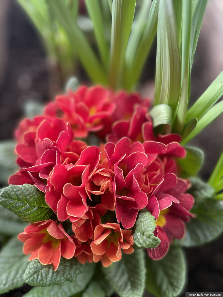 Пойдёмте бабочек ловить — Игровые куклы разных производителей (Разное): редкие бренды