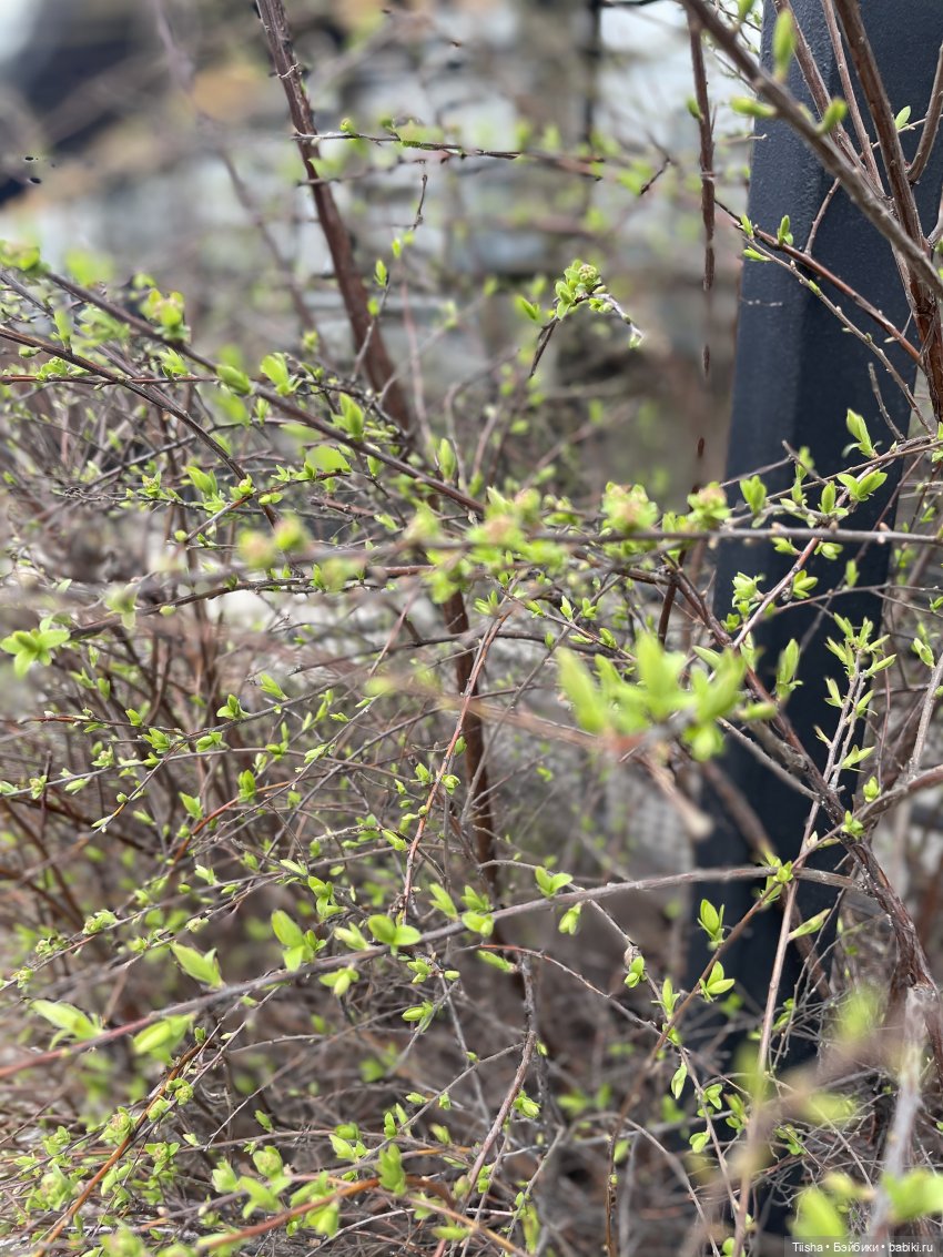 Пойдёмте бабочек ловить — Игровые куклы разных производителей (Разное): редкие бренды (фото 10)