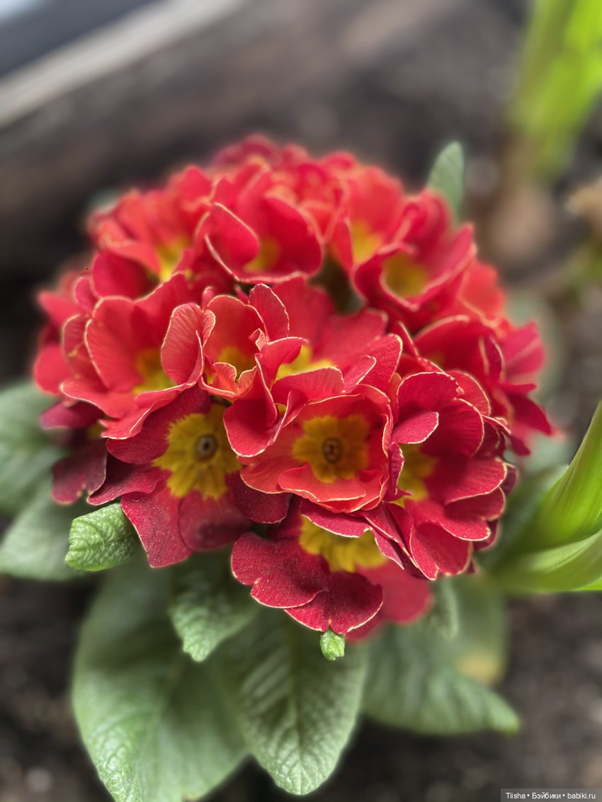 Пойдёмте бабочек ловить — Игровые куклы разных производителей (Разное): редкие бренды