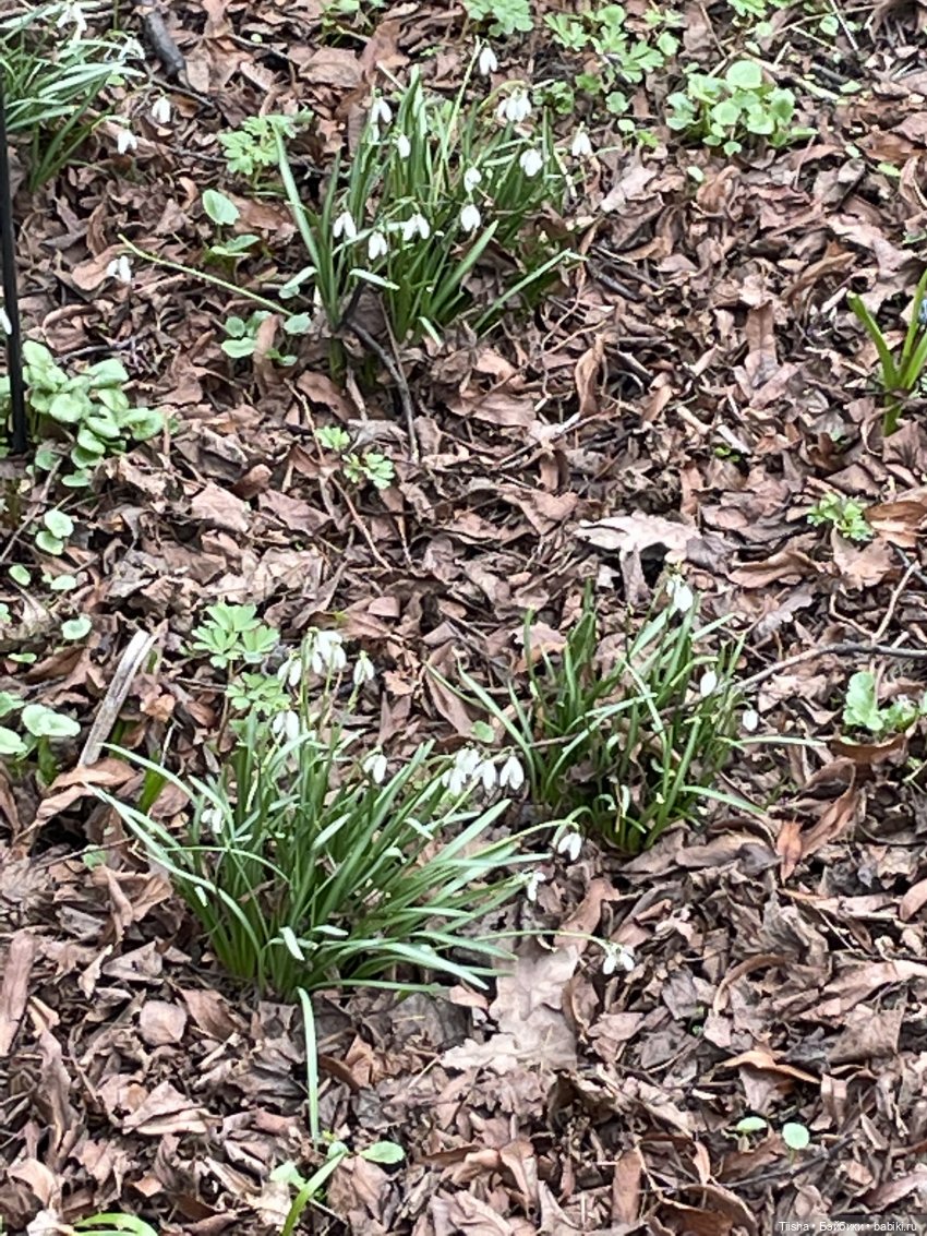 Пойдёмте бабочек ловить — Игровые куклы разных производителей (Разное): редкие бренды (фото 3)