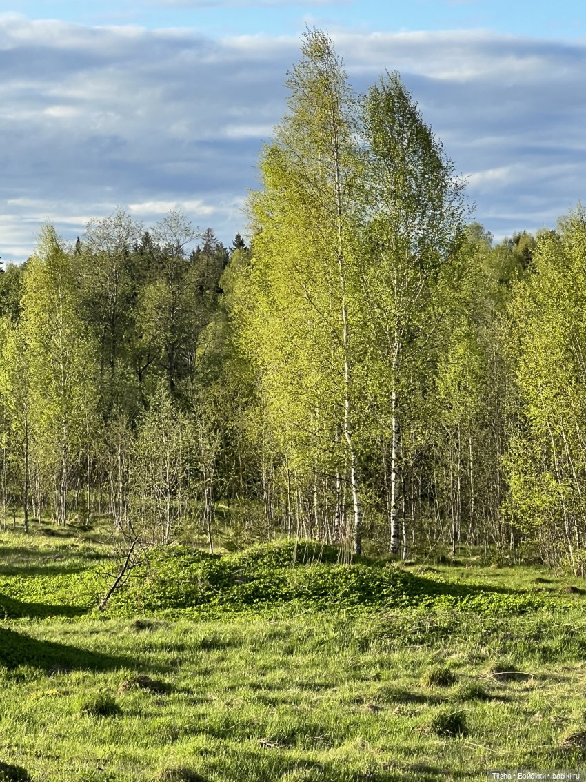 Дачные зарисовки с mini cherry doll (фото 2)