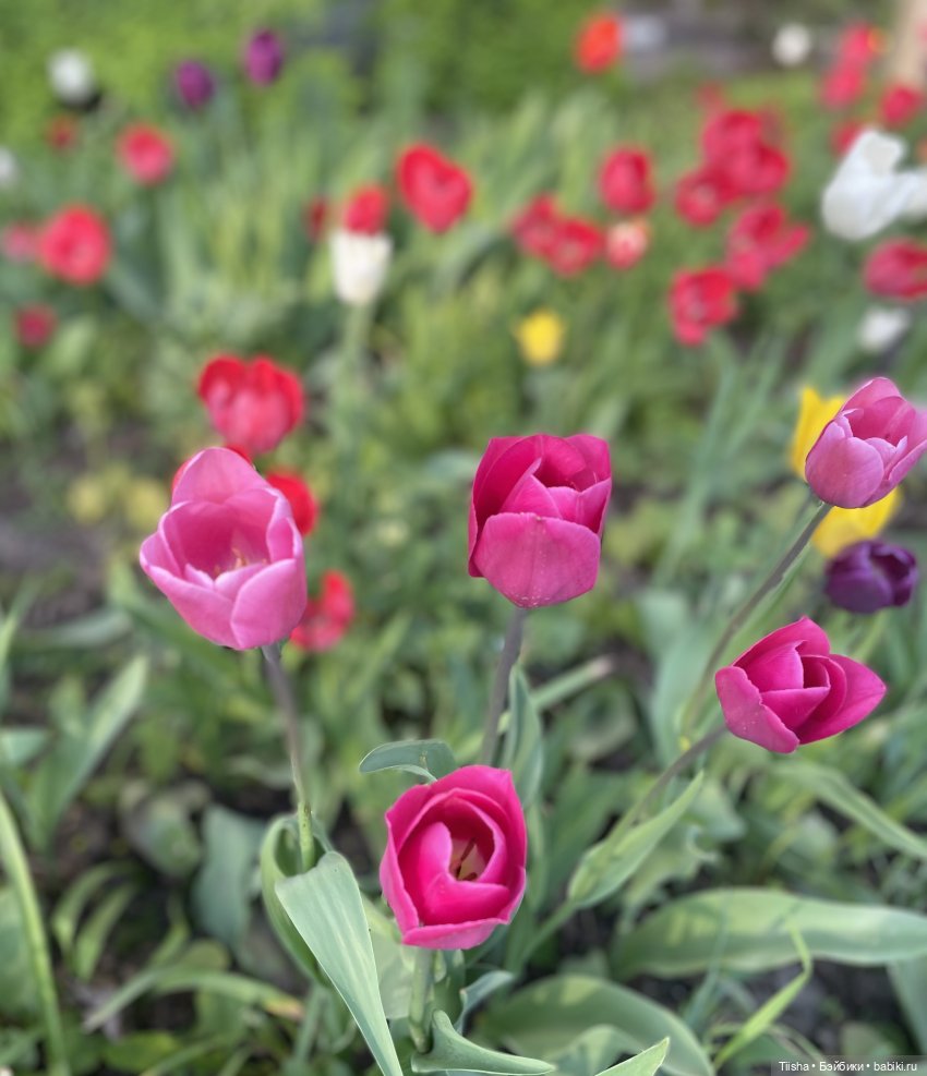 Забавный ушастик Birdy от itswafflecon