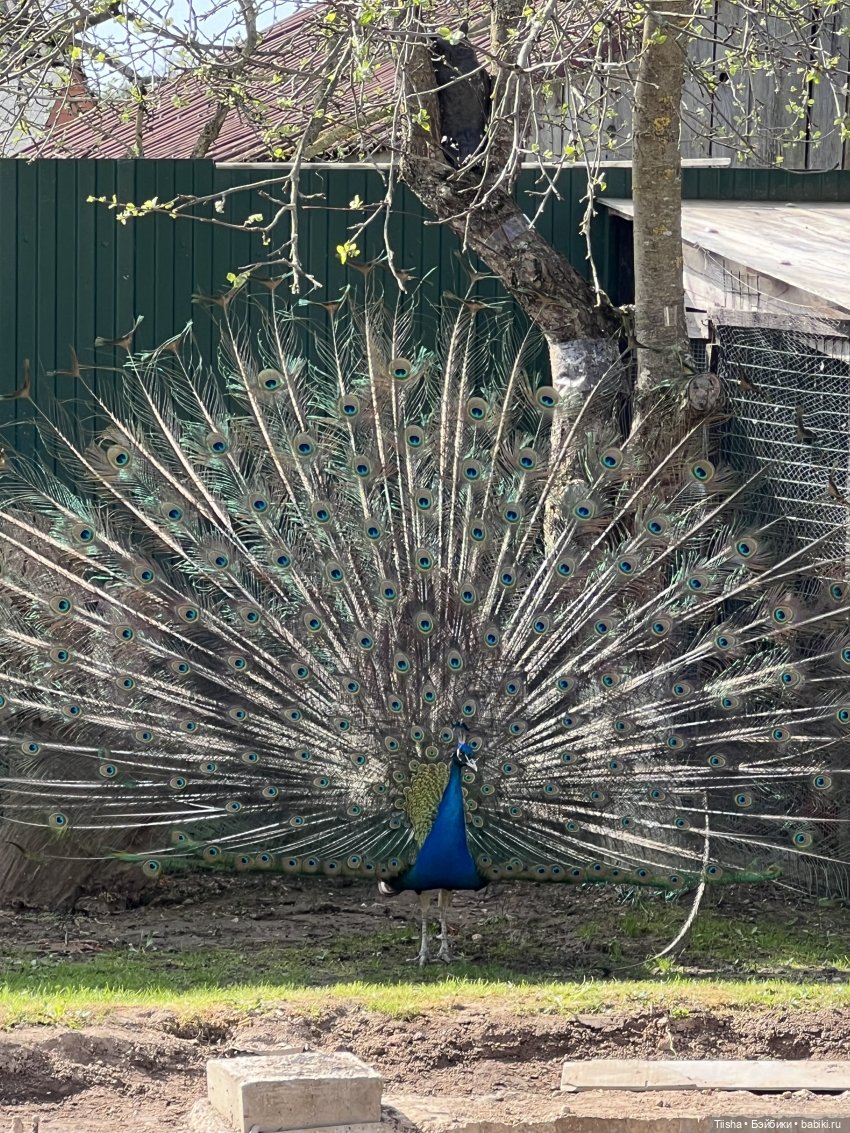 Дачные зарисовки с mini cherry doll (фото 8)