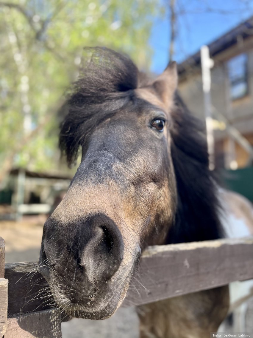 Забавный ушастик Birdy от itswafflecon