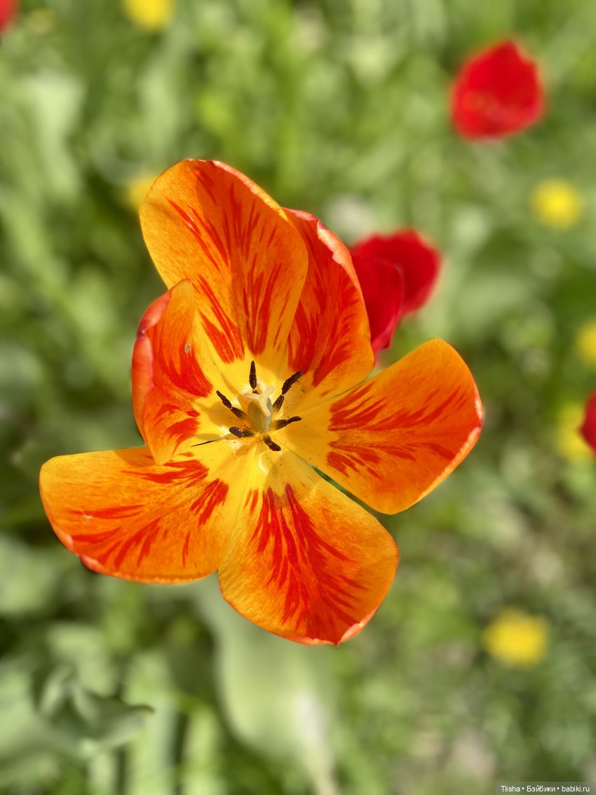 Пронька в Ботаническом саду | Бэйбики Пронька в Ботаническом саду