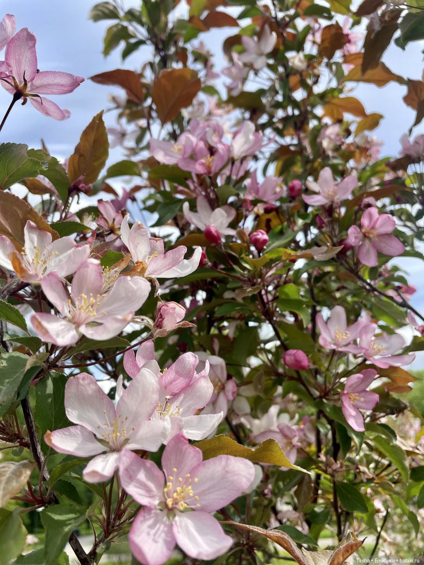 Пронька в Ботаническом саду | Бэйбики Пронька в Ботаническом саду (фото 3)