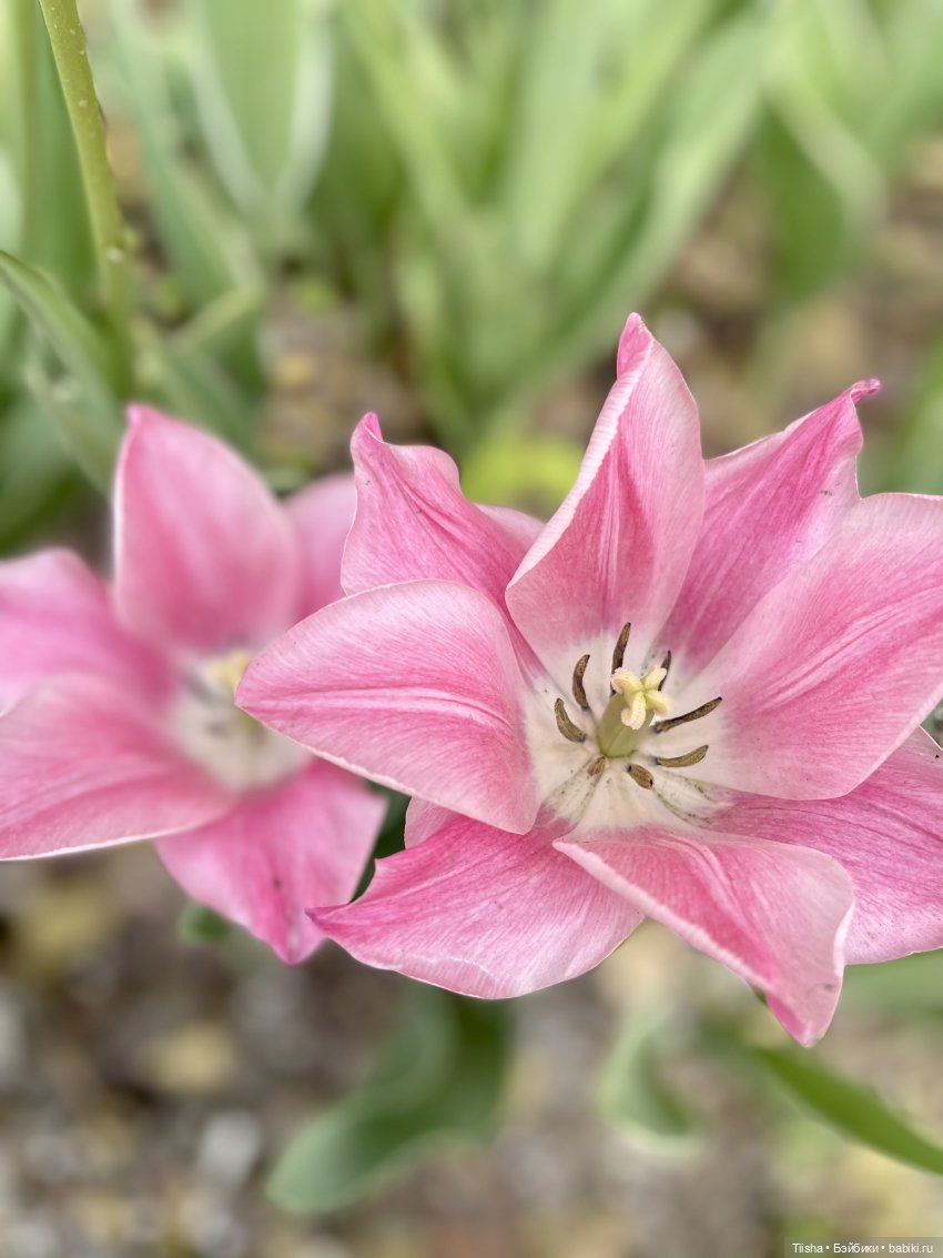 Пронька в Ботаническом саду | Бэйбики Пронька в Ботаническом саду