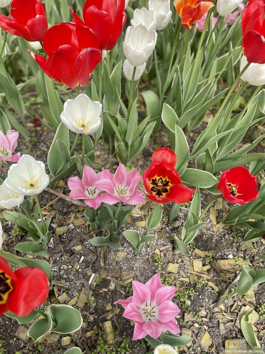 Пронька в Ботаническом саду | Бэйбики Пронька в Ботаническом саду