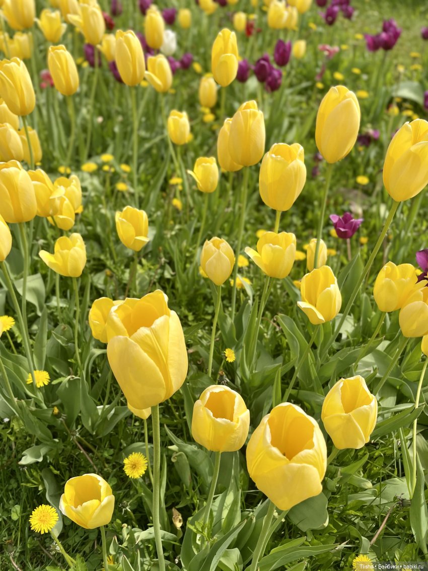 Пронька в Ботаническом саду | Бэйбики Пронька в Ботаническом саду