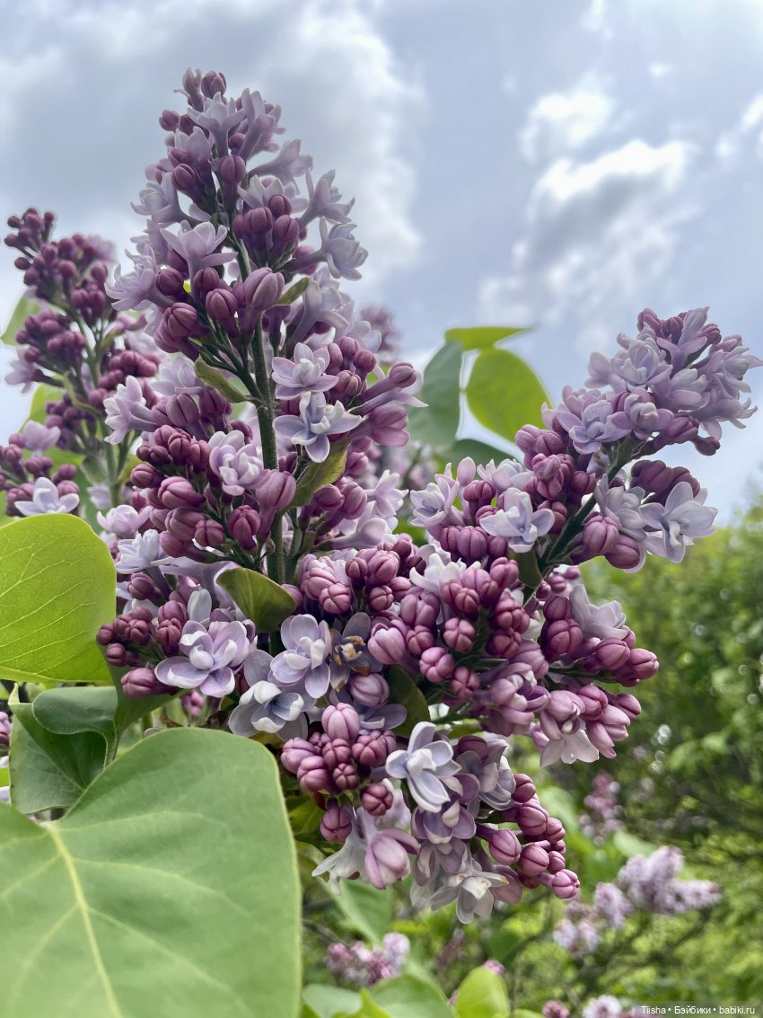 Пронька в Ботаническом саду | Бэйбики Пронька в Ботаническом саду