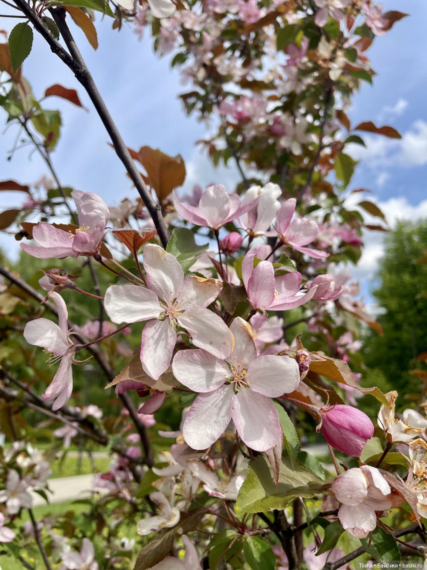 Пронька в Ботаническом саду | Бэйбики Пронька в Ботаническом саду (фото 6)