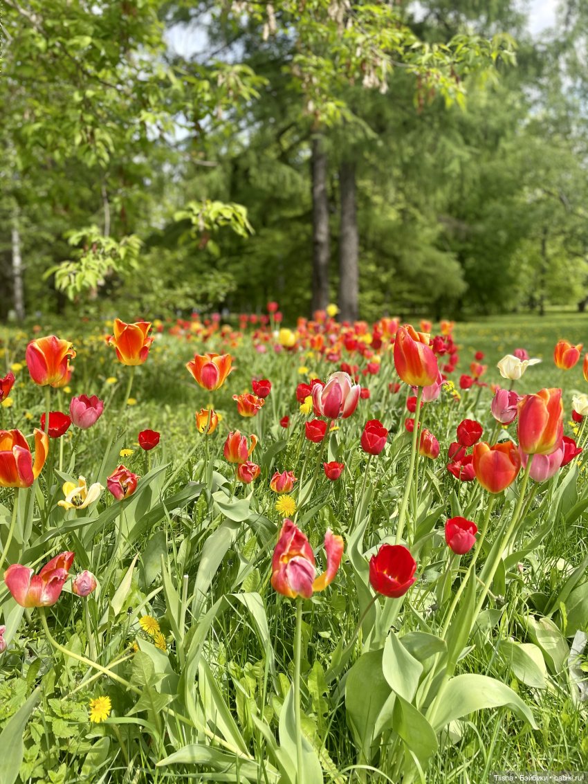 Пронька в Ботаническом саду | Бэйбики Пронька в Ботаническом саду