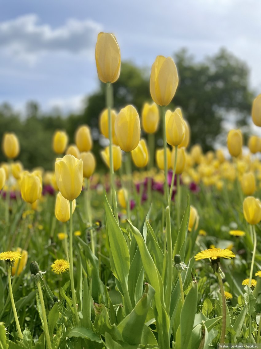 Пронька в Ботаническом саду | Бэйбики Пронька в Ботаническом саду
