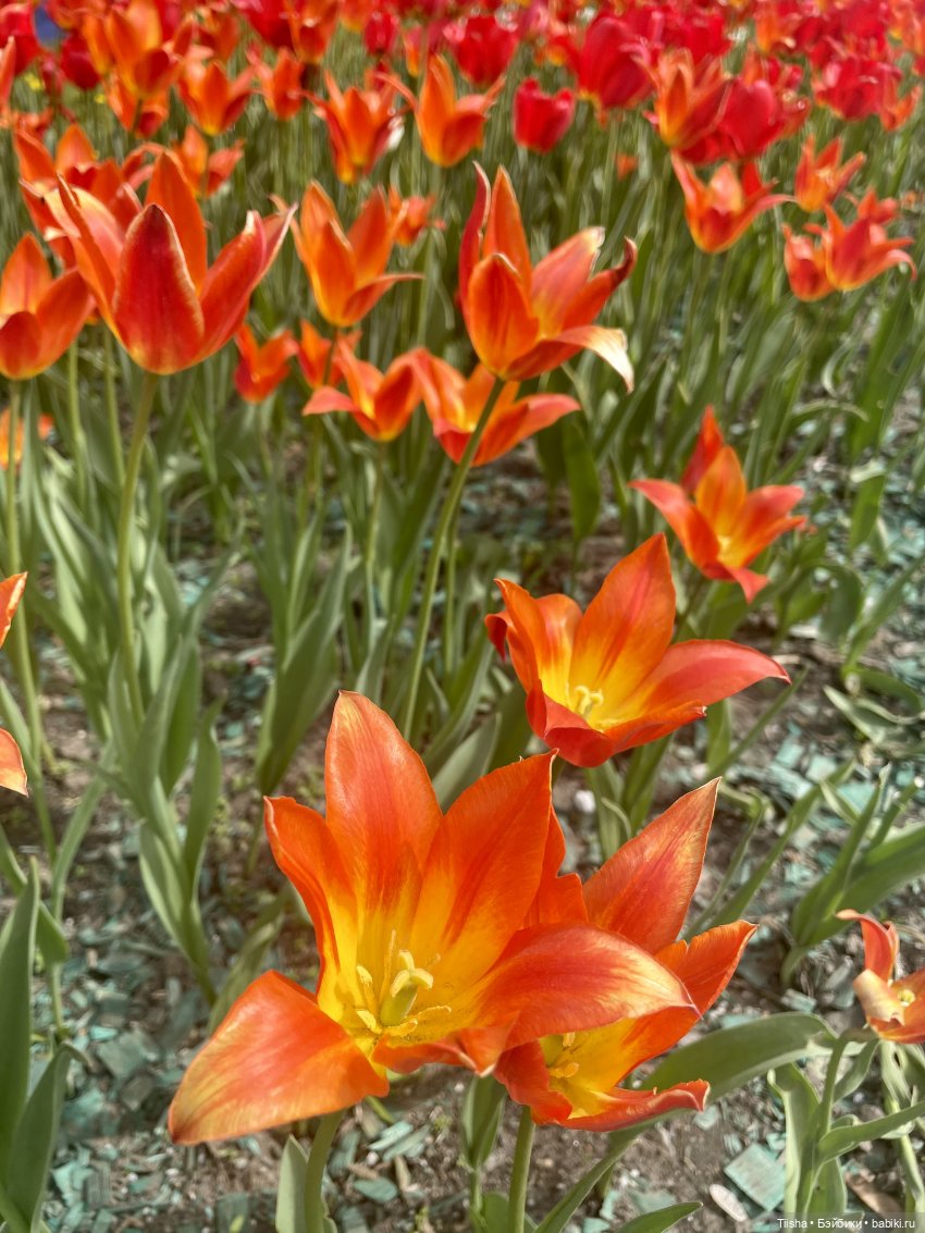 Пронька в Ботаническом саду | Бэйбики Пронька в Ботаническом саду