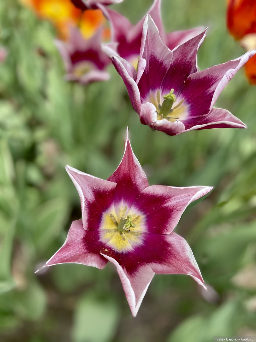 Пронька в Ботаническом саду | Бэйбики Пронька в Ботаническом саду