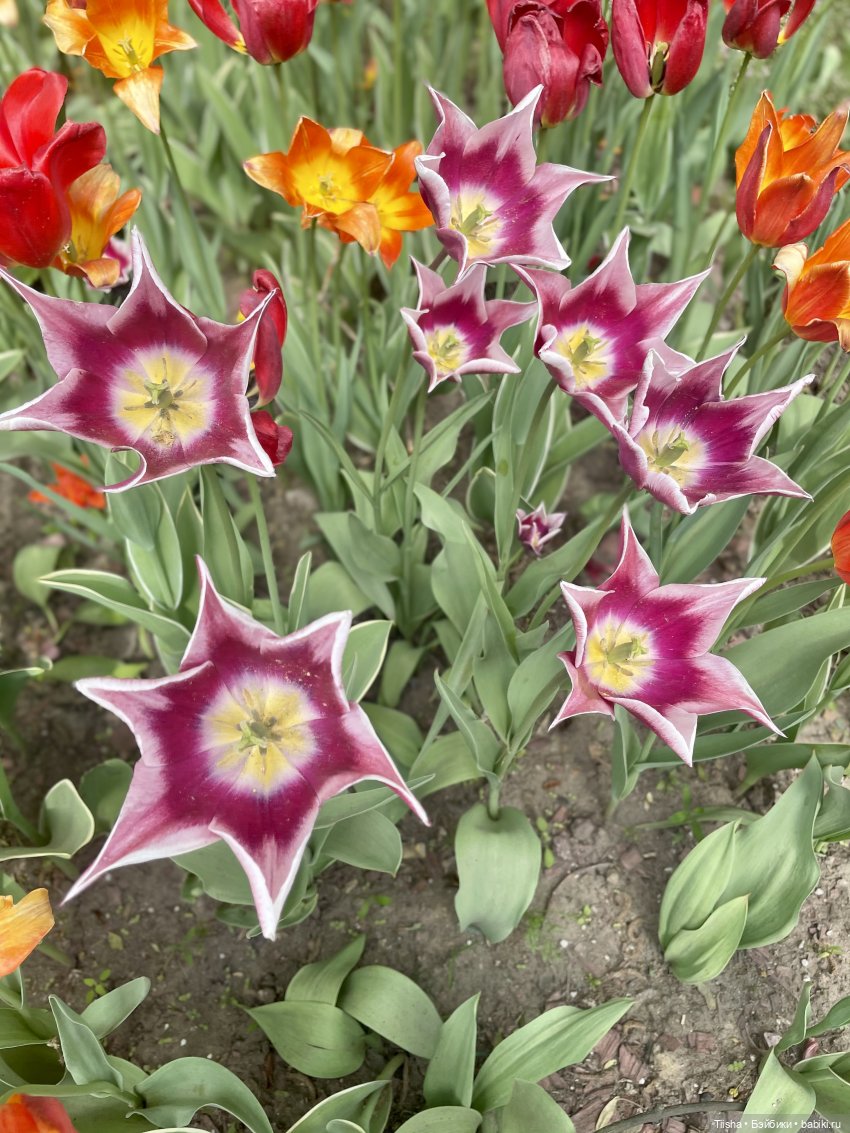 Пронька в Ботаническом саду | Бэйбики Пронька в Ботаническом саду