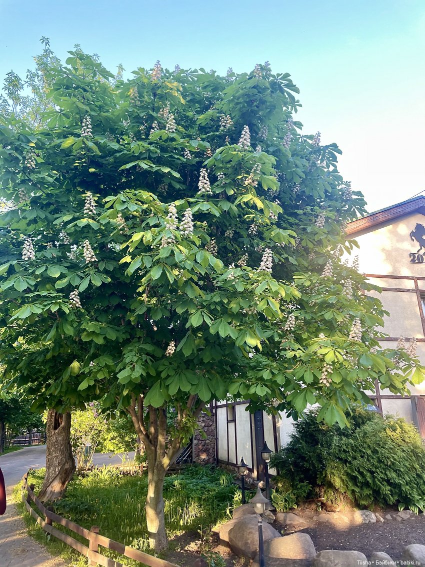 Кудряшка mini cherry doll