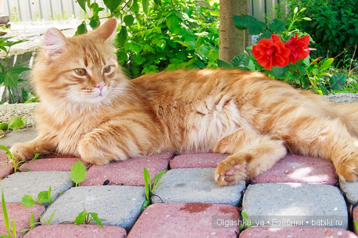 Две клубничные феечки и кот Афанасий (фото 6)