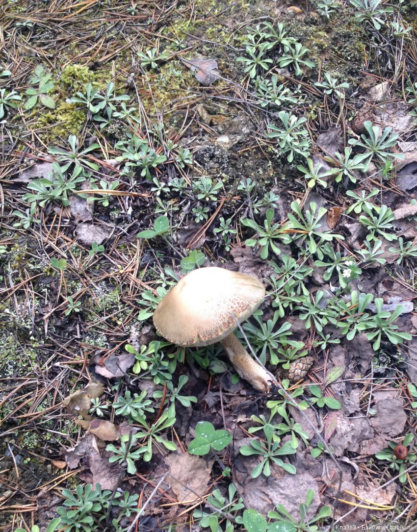 Они пытались вернуться домой, но (фото 2)