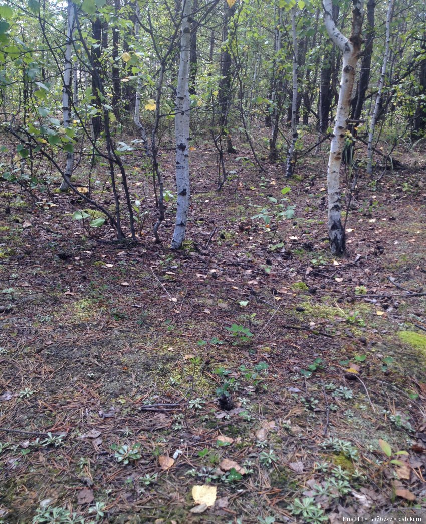 Они пытались вернуться домой, но