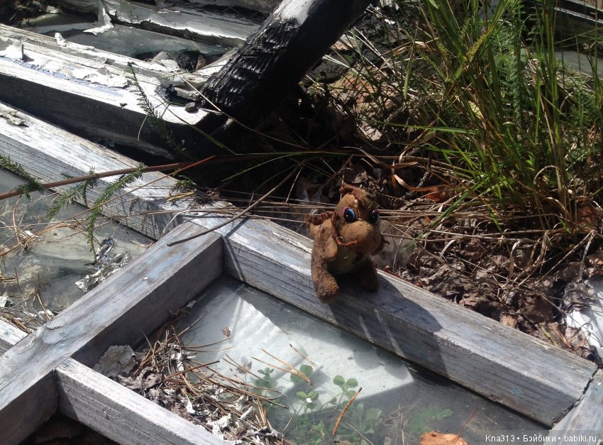 Они пытались вернуться домой, но (фото 7)