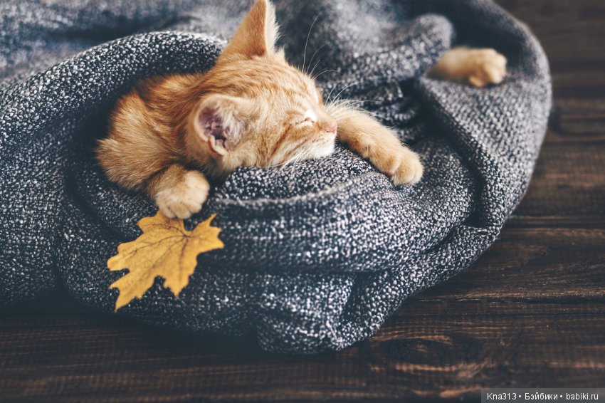 Под лаской плюшевого пледа