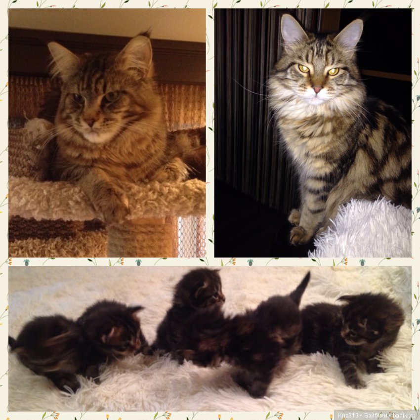 Мои парочки — Болталка и разговоры обо всем: жизнь (фото 3)