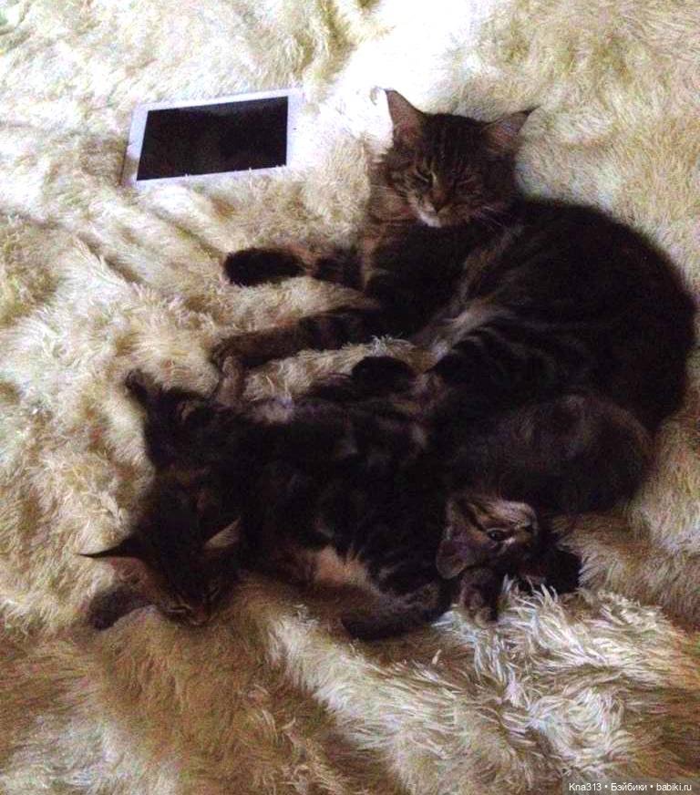 КошкоТопик. Все пишут про котиков сегодня, ну и вот, и мы хотим