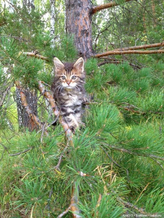 КошкоТопик. Все пишут про котиков сегодня, ну и вот, и мы хотим (фото 5)