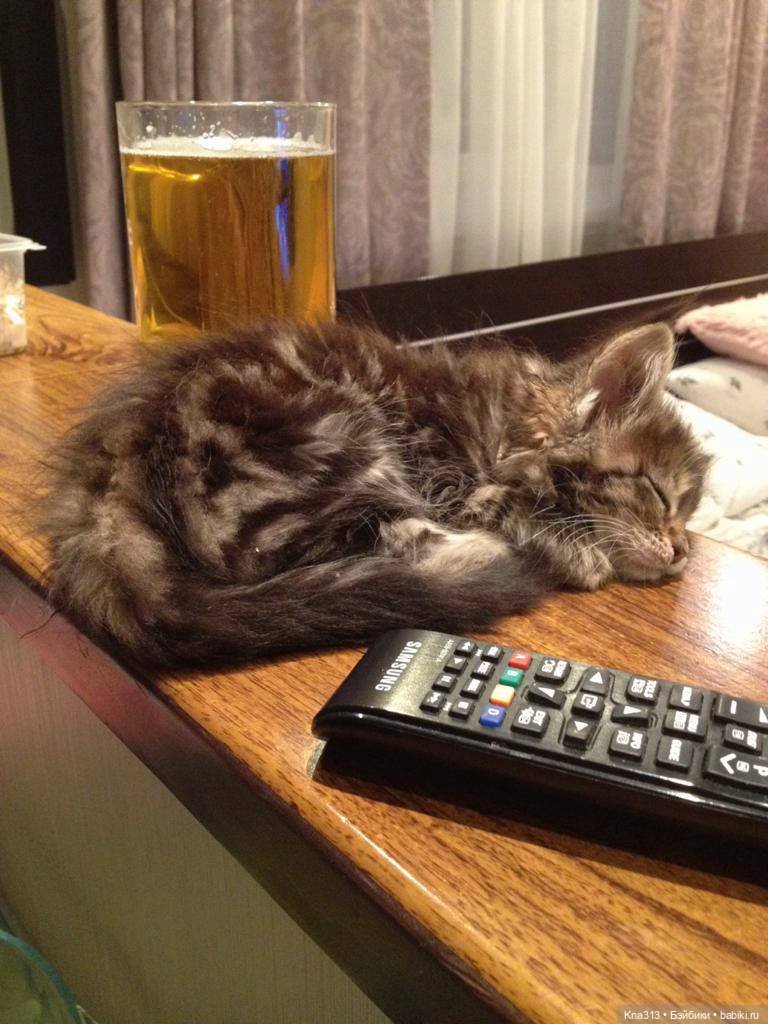 КошкоТопик. Все пишут про котиков сегодня, ну и вот, и мы хотим