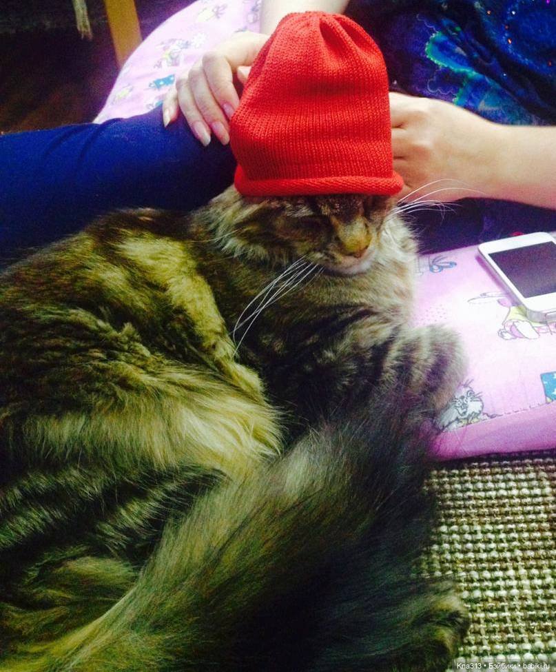 КошкоТопик. Все пишут про котиков сегодня, ну и вот, и мы хотим