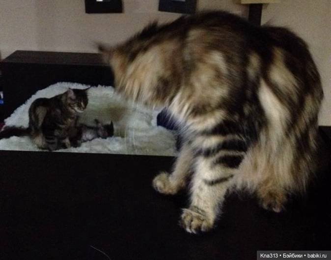 КошкоТопик. Все пишут про котиков сегодня, ну и вот, и мы хотим