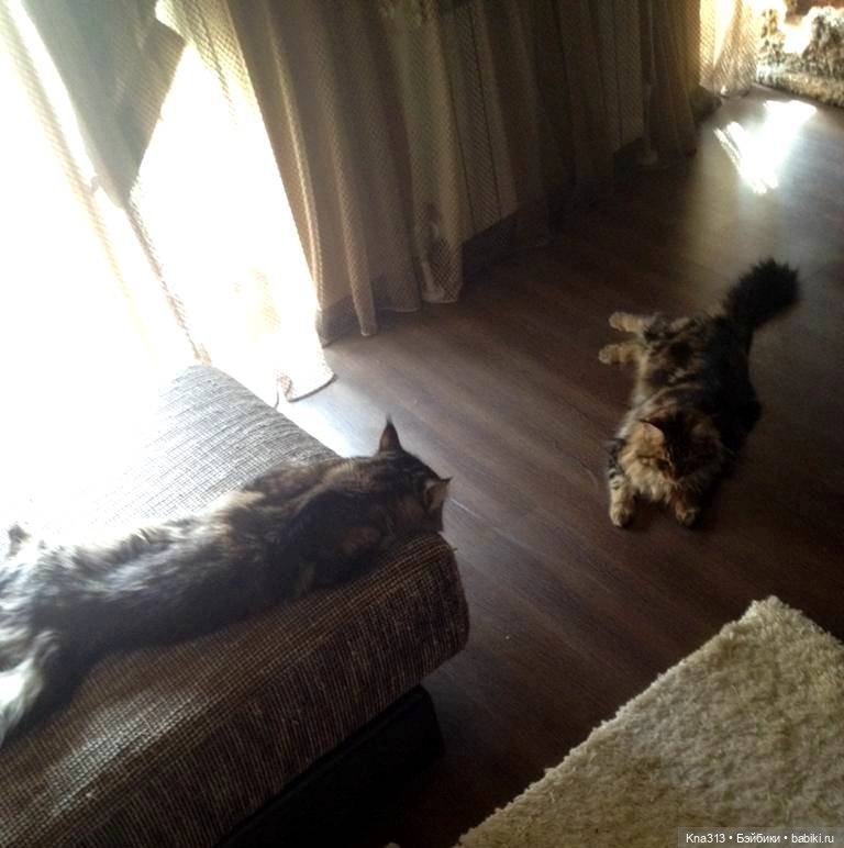 КошкоТопик. Все пишут про котиков сегодня, ну и вот, и мы хотим