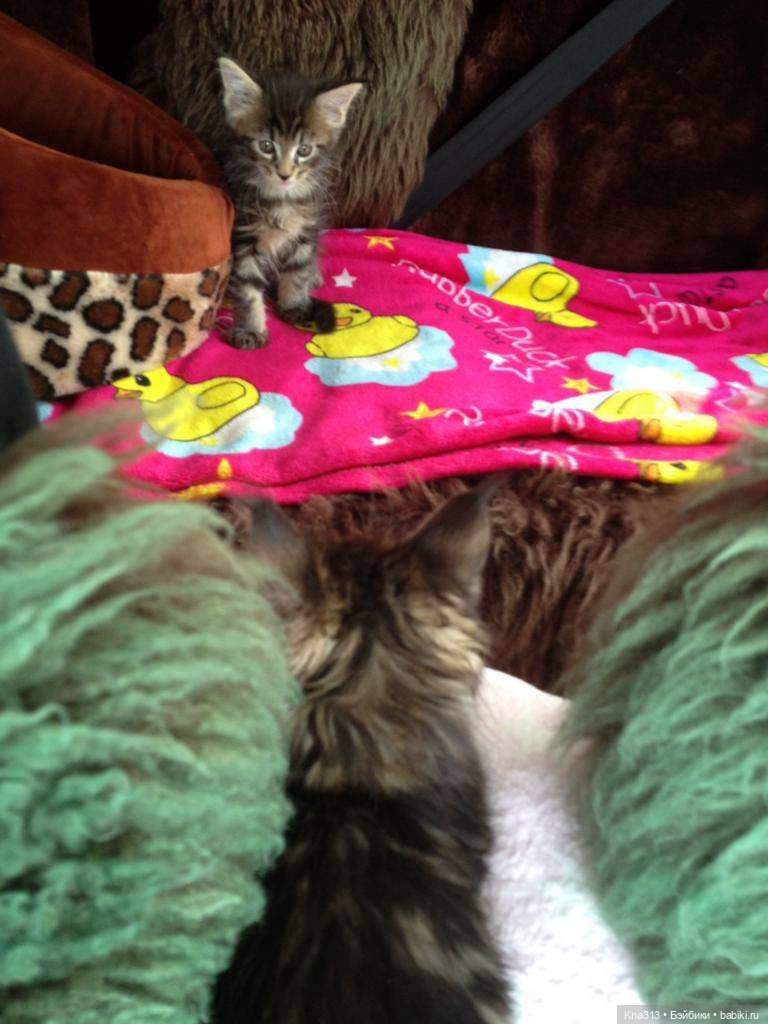 КошкоТопик. Все пишут про котиков сегодня, ну и вот, и мы хотим (фото 6)