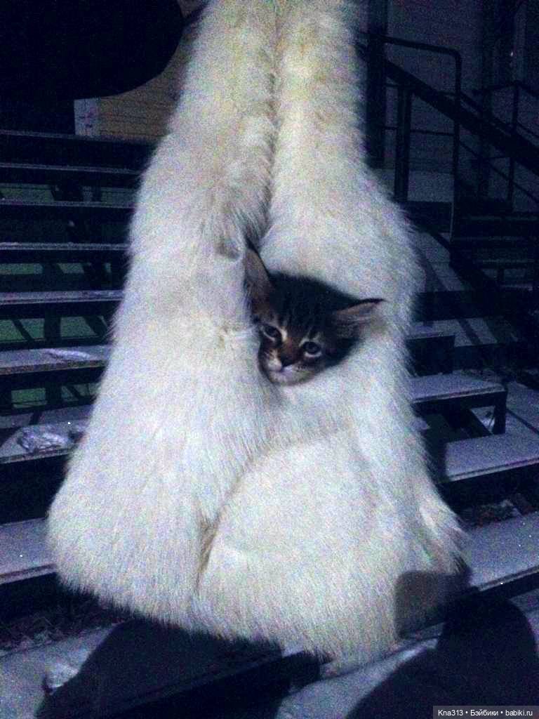 КошкоТопик. Все пишут про котиков сегодня, ну и вот, и мы хотим