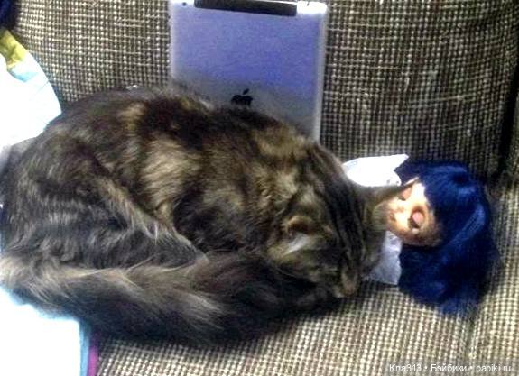 КошкоТопик. Все пишут про котиков сегодня, ну и вот, и мы хотим