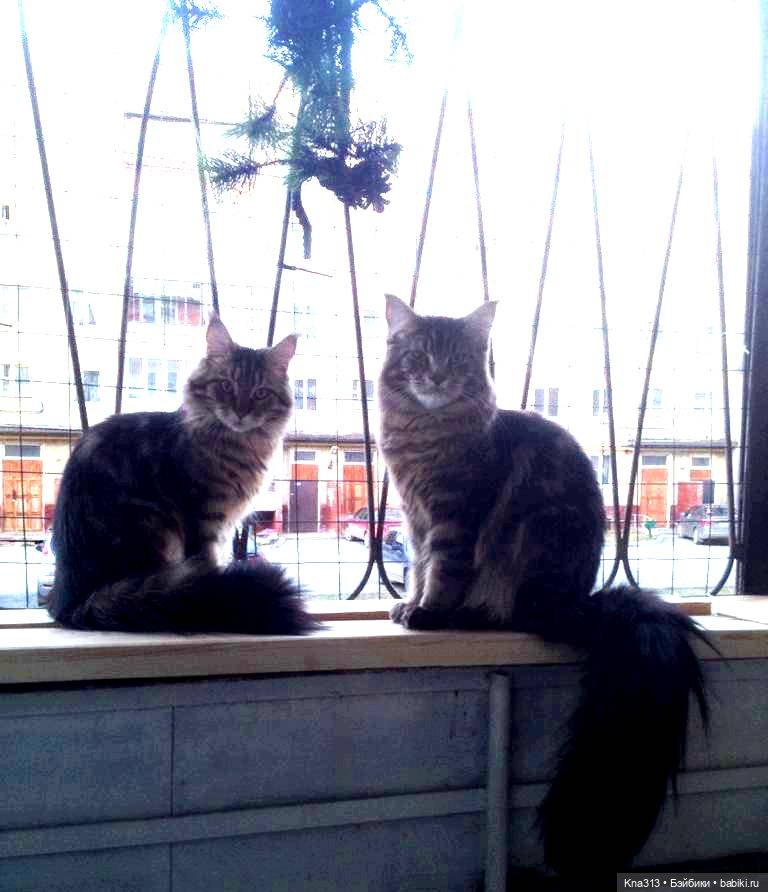 КошкоТопик. Все пишут про котиков сегодня, ну и вот, и мы хотим