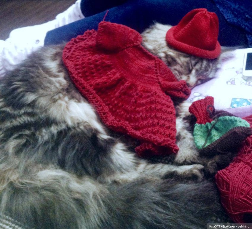 КошкоТопик. Все пишут про котиков сегодня, ну и вот, и мы хотим