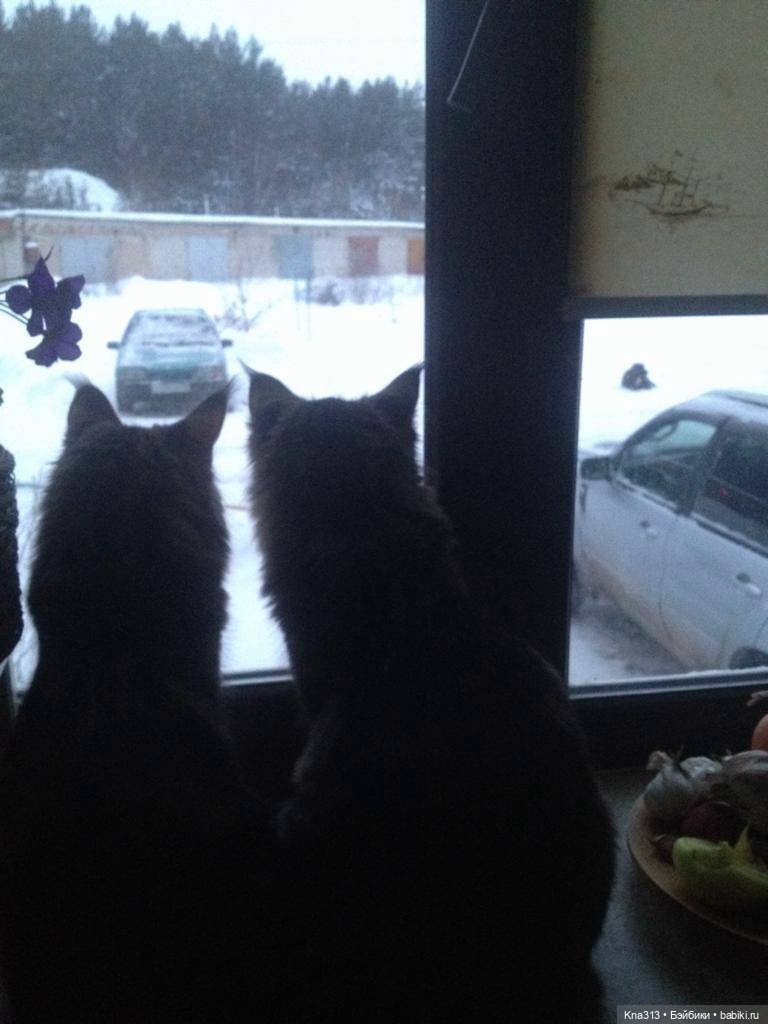 КошкоТопик. Все пишут про котиков сегодня, ну и вот, и мы хотим