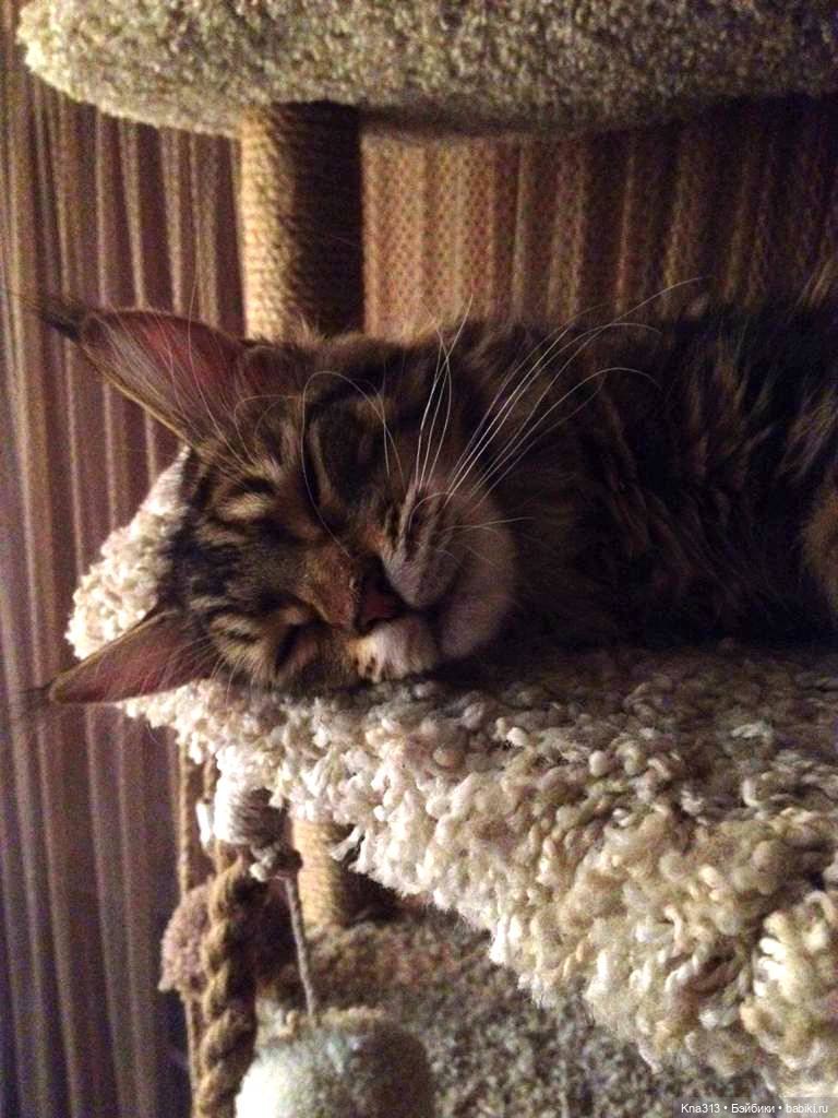 КошкоТопик. Все пишут про котиков сегодня, ну и вот, и мы хотим