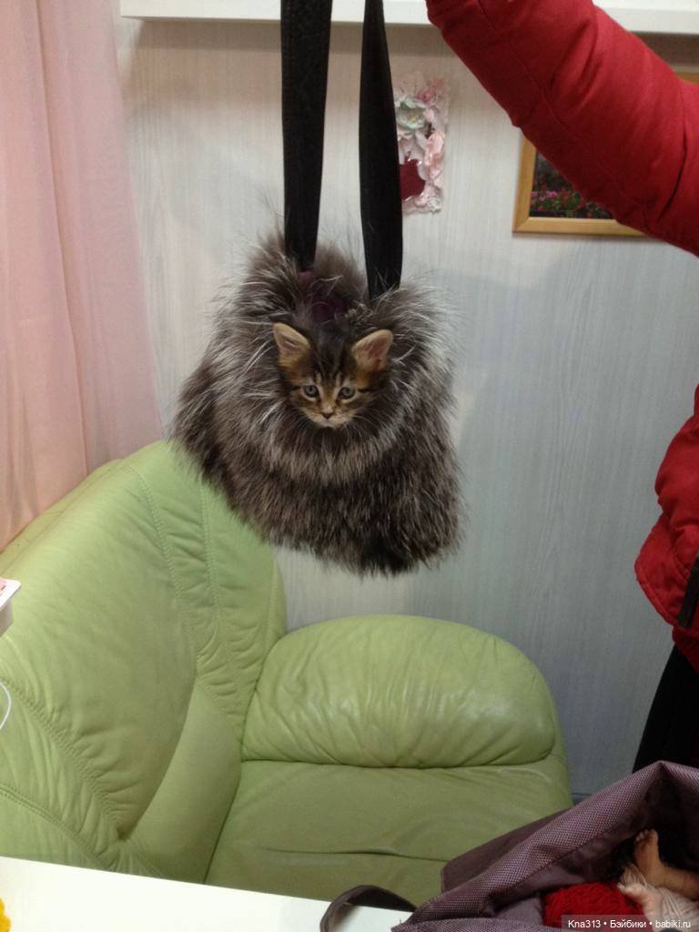 КошкоТопик. Все пишут про котиков сегодня, ну и вот, и мы хотим