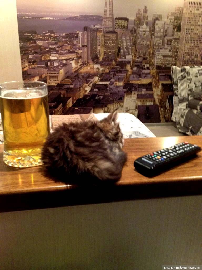 КошкоТопик. Все пишут про котиков сегодня, ну и вот, и мы хотим (фото 2)