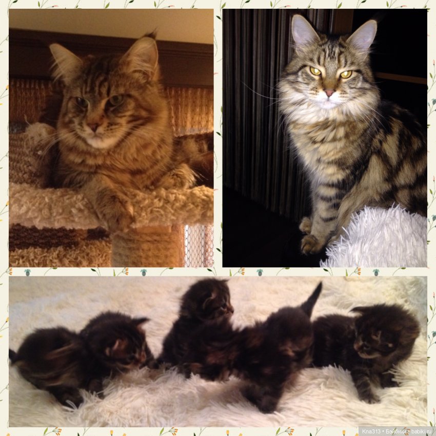 КошкоТопик. Все пишут про котиков сегодня, ну и вот, и мы хотим (фото 9)