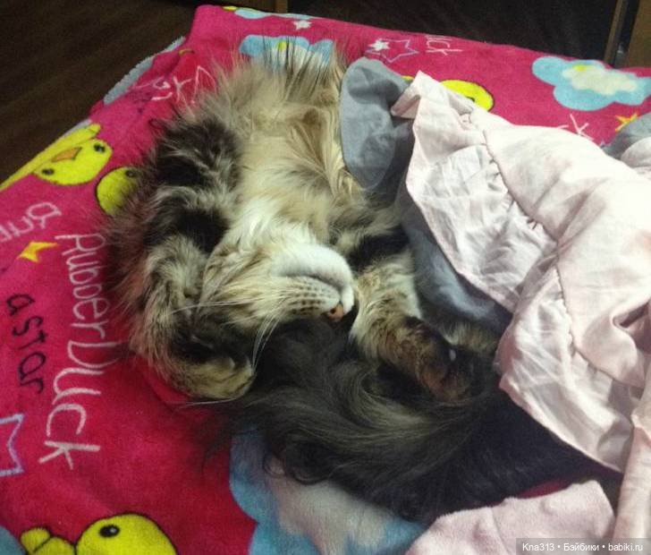 КошкоТопик. Все пишут про котиков сегодня, ну и вот, и мы хотим