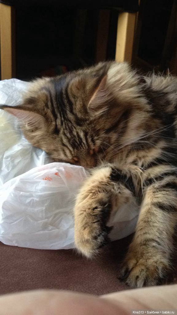 КошкоТопик. Все пишут про котиков сегодня, ну и вот, и мы хотим